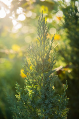 Fototapeta na wymiar Morning dew on juniper branch on blurred sunlight background. Soft focus. Close up