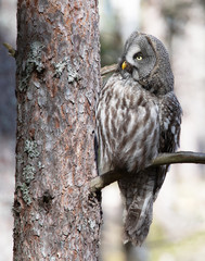 .Great Gray Owl (Strix Nebulosa).