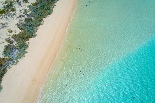 Aerial image of reef sharks breading close to the beach of Coral Bay