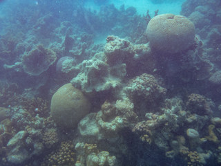 Coral bleaching at Ningaloo Reef Coral Bay