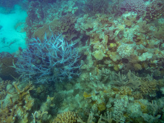 Corals in different variations at Ningaloo Reef Coral Bay