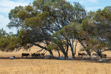 Cows gathering under wind maltreated trees to protect against the hot Australian sunshine