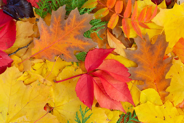 Naklejka na ściany i meble Natural fall leaves background