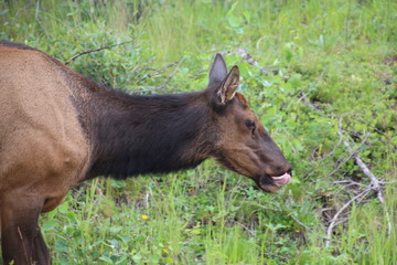 Elk Licking It's Lips, Jasper National Park, Alberta