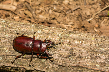 Reddish-brown Stag Beetle (Lucanus capreolus)