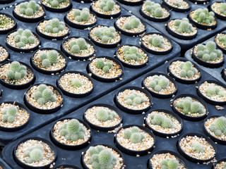 Mini Cactus plant on the pot at cactus farm