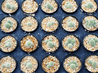 Mini Cactus plant on the pot at cactus farm