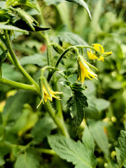 tomatoes plant with blossom in the orchard