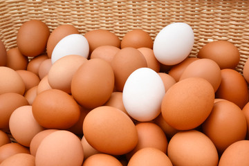 茶色い卵　白い卵