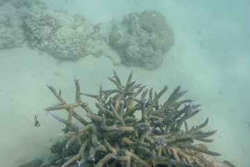Naklejka na ściany i meble Spike forming coral at Ningaloo reef corals at marine life at Coral Bay Western Australia