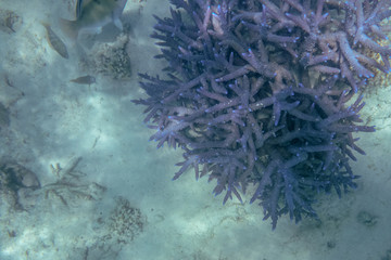 Spiky coral at Ningaloo reef corals at marine life at Coral Bay Western Australia