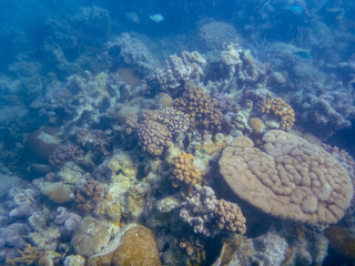 Naklejka na ściany i meble Spongy corals in different variations at Ningaloo Reef Coral Bay