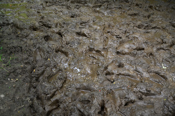 Naklejka premium Wet mud with many footprints in it