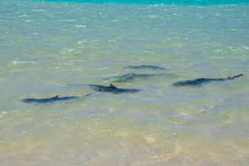 Swarm of reef shark raising their newborns at Coral Bay along the Ningaloo Reef