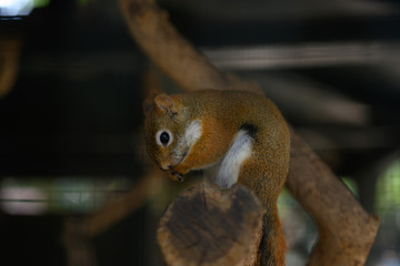 A squirrel on a branch in a park sits on the branch because it eats.