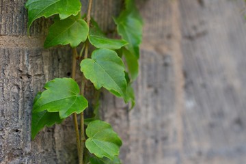 closeup of vine leaves n summer on a stone wall