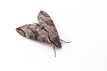 Close up  the Plain grey Hawk moth isolate on white background. (Psilogramma increta) © alohapatty