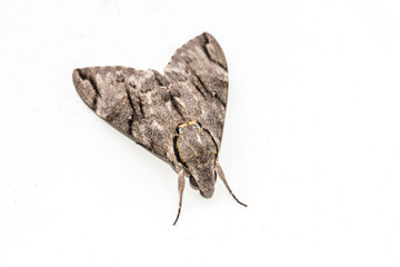 Close up  the Plain grey Hawk moth isolate on white background. (Psilogramma increta)