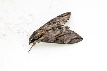 Close up  the Plain grey Hawk moth isolate on white background. (Psilogramma increta)