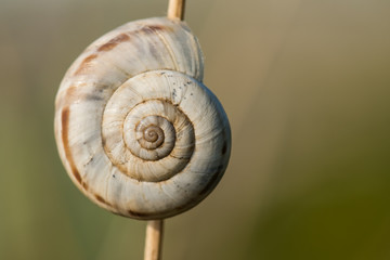 A Snail Beautifully Lit by the Hot Summer Sun while Hanging on a Plant