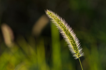 A Plant Beautifully Back Lit by the Sun on a Hot Summer Day