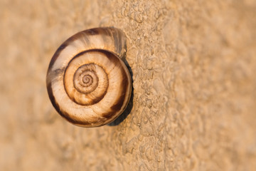 A Snail Hanging by a Stone Wall and Lit by the Hot Summer Sunset