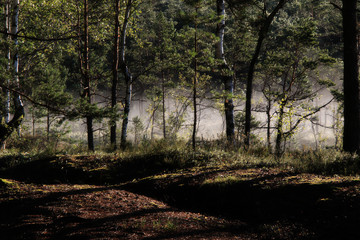 early foggy morning in the swamp