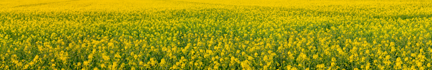 Obraz premium field of flowers