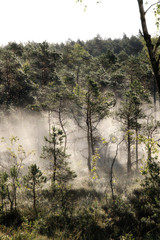 early foggy morning in the swamp