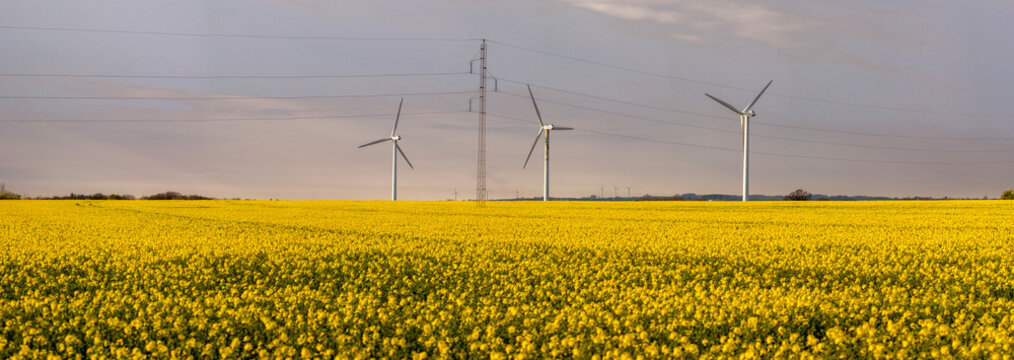 wind turbines in the field