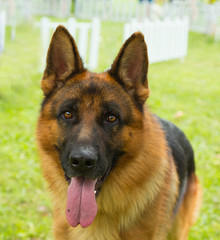 Portrait of a beautiful German Shepherd on green background, outdoor.