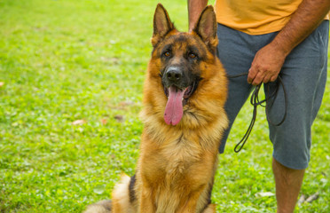 Portrait of a beautiful German Shepherd with owner handler on green background, outdoor. Show working obedience dog