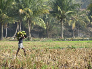 Coconut everywhere