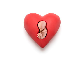 Human embryo in red heart on white background with clipping path