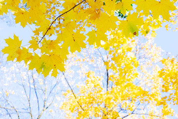 fall maple leaves