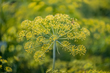 Dill blossom macro