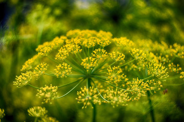 Dill blossom macro HDR
