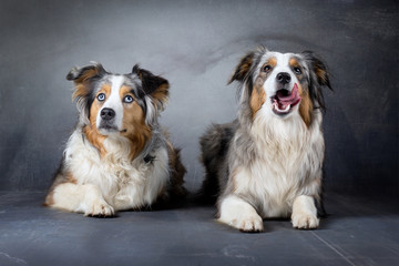 Australian Shepherd