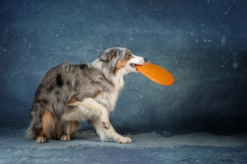 Australian  Shapard mit Frisbee im Studio