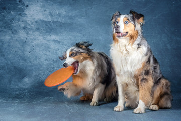 Zwei Australian  Shapards mit Frisbee im Studio