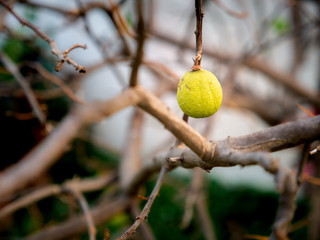 Dried Yellow Lime Hanging on The Dead Tree