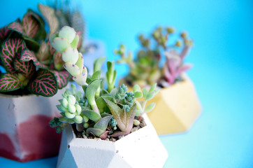 Minimalistic garden of succulents in a concrete pot. Blue and white banner. Shop header with place for your text and design. Contrasting colors, a trend for blogging social network.
