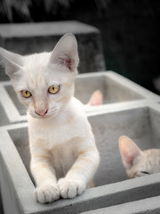 Kitten Brother and Sister Playing on Box