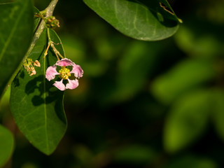 Pink Cherry Blooming