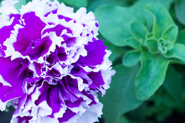 Closeup Petunia flowers, Purple Petunia flowers , purple petunia flowers in the garden ,Macro images