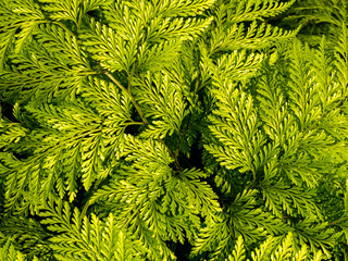 Lucyhairfoot Ferns Growing