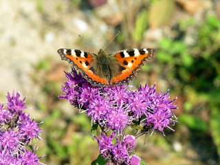 Butterfly rash with raised wings