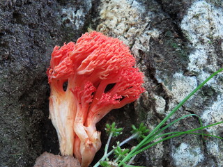 Pink mushroom coral on grey background