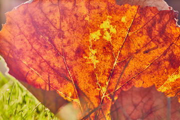 Herbst Blatt Nahaufnahme im Gegenlicht 