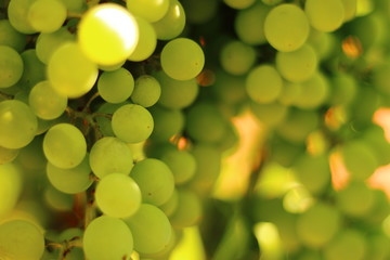 Grapes with morning sun